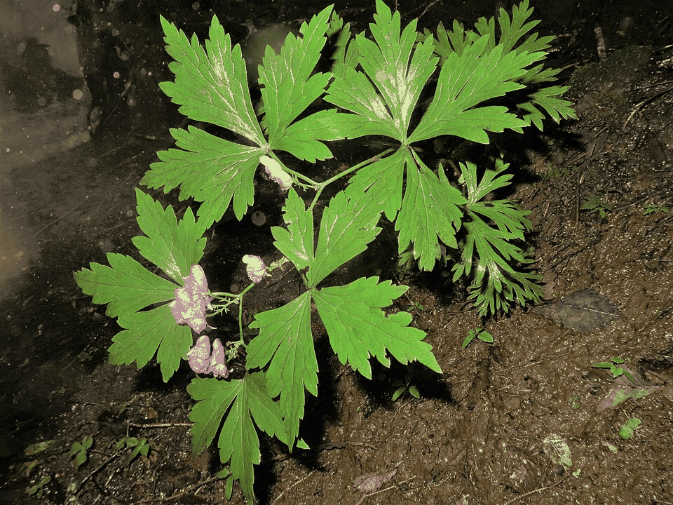 ブシの構造式または基原植物