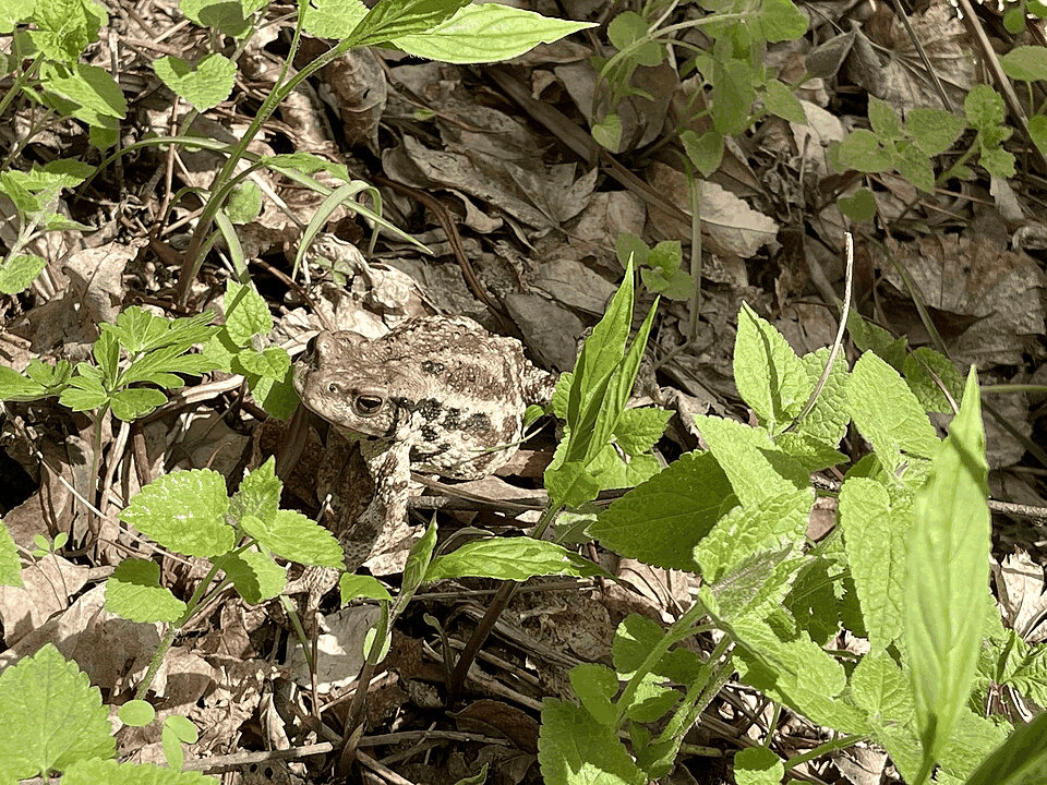 センソの構造式または基原植物