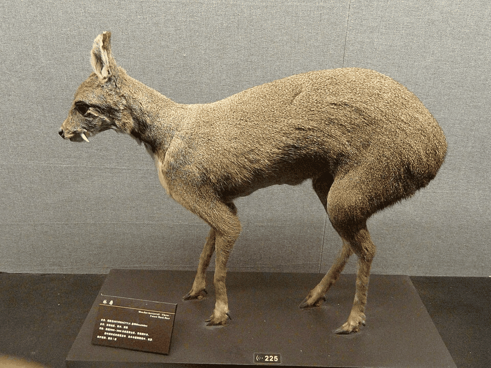 ジャコウの構造式または基原植物