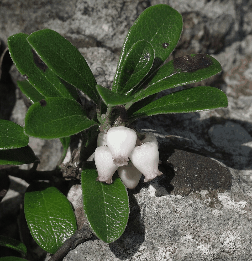 ウワウルシの構造式または基原植物