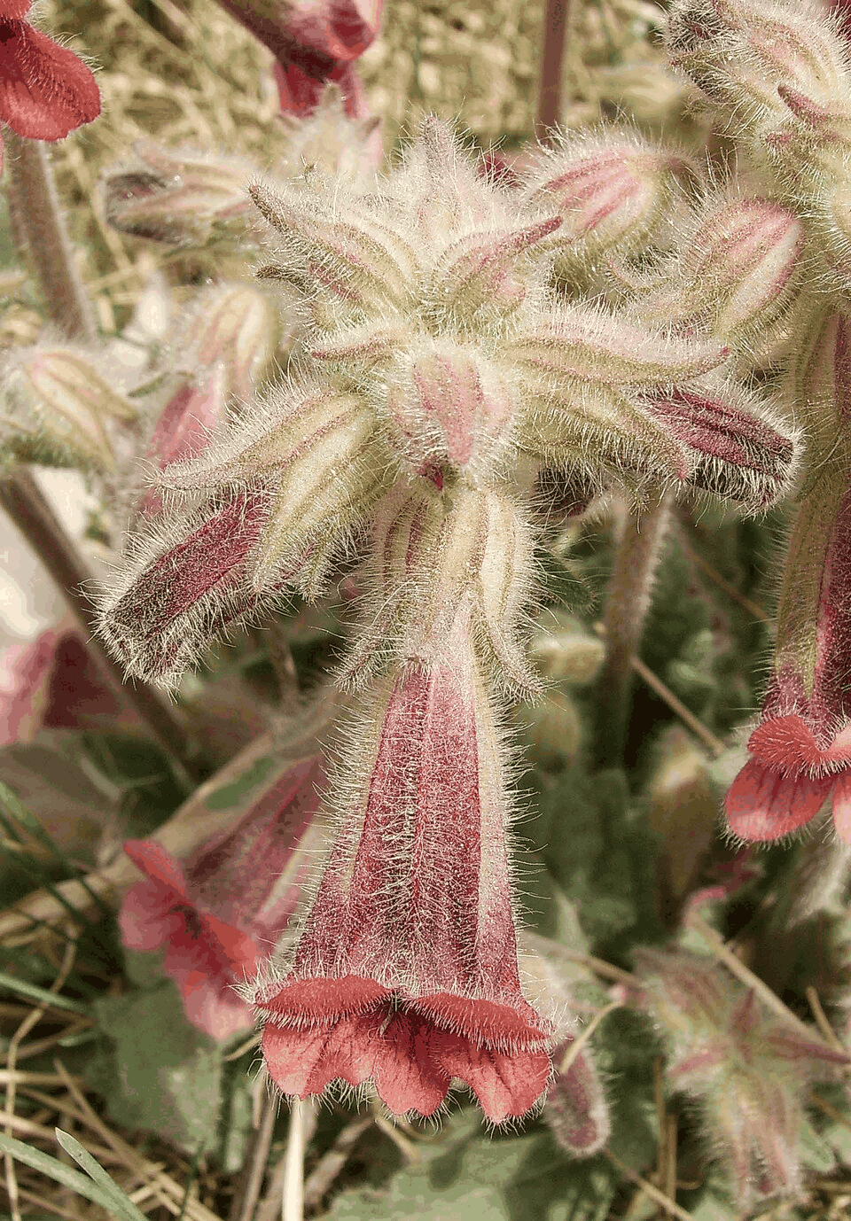ジオウの構造式または基原植物